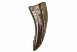 Small Theropod (Raptor) Tooth - Montana #106933-1